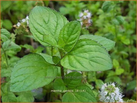 Mentha gentilis | Gembermunt, Palingkruid, Munt | Edel-Minze