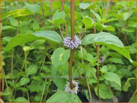 Mentha gentilis | Gembermunt, Palingkruid, Munt | Edel-Minze