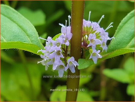 Mentha gentilis | Gembermunt, Palingkruid, Munt | Edel-Minze