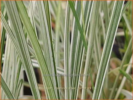 Ophiopogon japonicus &#039;Silver Comet&#039; | Japans slangengras, Tempelgras, Slangenbaard | Japanischer Schlangenbart