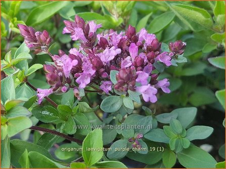 Origanum laevigatum &#039;Purple Charm&#039; | Marjolein, Majoraan | Glatter Dost