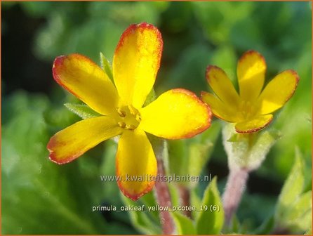 Primula &#039;Oakleaf Yellow Picotee&#039; | Sleutelbloem | Primel | Primrose