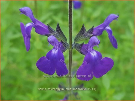 Salvia microphylla &#039;Blue Monrovia&#039; | Salie, Salvia | Johannisbeersalbei