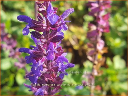 Salvia nemorosa &#039;Caradonna Compact&#039; | Bossalie, Salie, Salvia | Steppensalbei