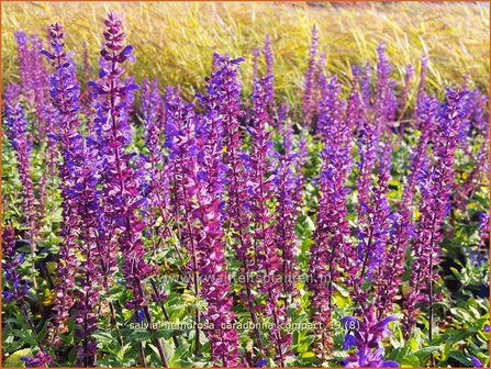 Salvia nemorosa &#039;Caradonna Compact&#039; | Bossalie, Salie, Salvia | Steppensalbei