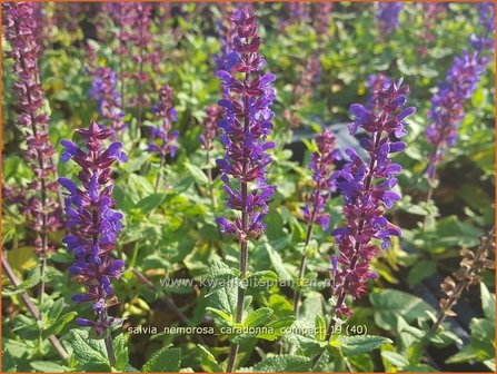 Salvia nemorosa &#039;Caradonna Compact&#039; | Bossalie, Salie, Salvia | Steppensalbei