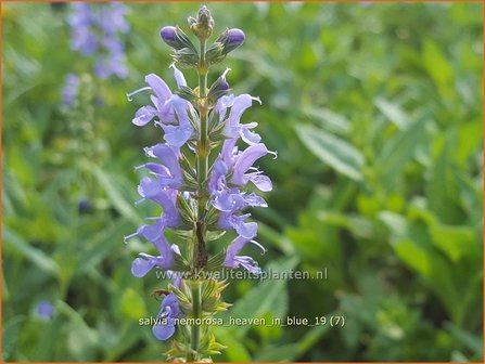 Salvia nemorosa &#039;Heaven in Blue&#039; | Bossalie, Salie, Salvia | Steppensalbei