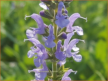 Salvia nemorosa &#039;Heaven in Blue&#039; | Bossalie, Salie, Salvia | Steppensalbei