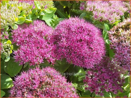 Sedum spectabile &#039;Meteor&#039; | Hemelsleutel, Vetkruid | Ansehnliches Fettblatt