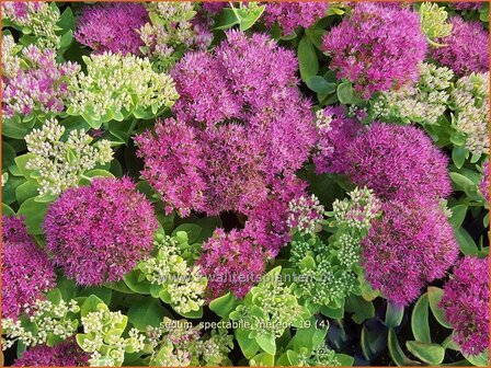 Sedum spectabile &#039;Meteor&#039; | Hemelsleutel, Vetkruid | Ansehnliches Fettblatt