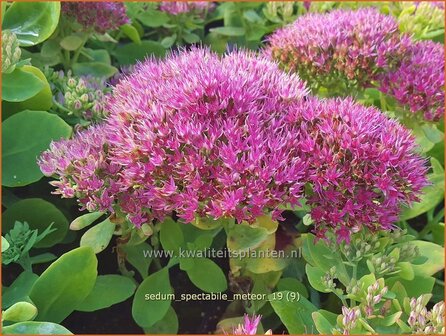 Sedum spectabile &#039;Meteor&#039; | Hemelsleutel, Vetkruid | Ansehnliches Fettblatt