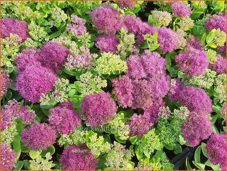 Sedum spectabile &#039;Meteor&#039; | Hemelsleutel, Vetkruid | Ansehnliches Fettblatt