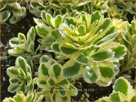 Sedum takesimense &#039;Atlantis&#039; | Vetkruid | Fettblatt