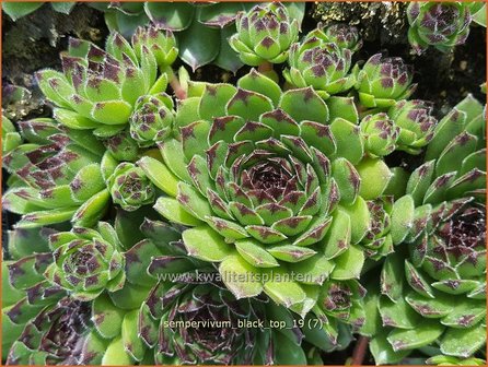 Sempervivum &#039;Black Top&#039; | Huislook, Donderblad | Hauswurz