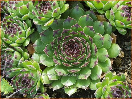 Sempervivum &#039;Black Top&#039; | Huislook, Donderblad | Hauswurz