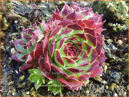 Sempervivum calcareum &#039;Guillaumes&#039; | Huislook, Donderblad | Kalk-Steinrose