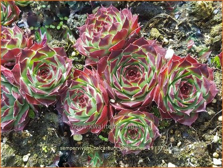 Sempervivum calcareum &#039;Guillaumes&#039; | Huislook, Donderblad | Kalk-Steinrose