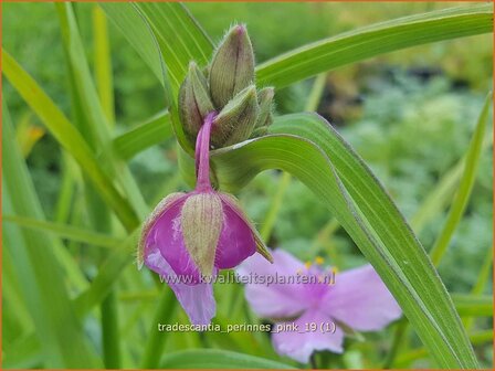 Tradescantia &#039;Perinne&#039;s Pink&#039; | Eendagsbloem, Vaderplant, Matrozensla | Dreimasterblume