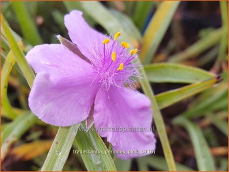 Tradescantia &#039;Perinne&#039;s Pink&#039; | Eendagsbloem, Vaderplant, Matrozensla | Dreimasterblume