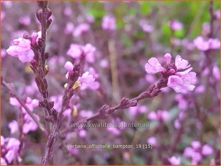 Verbena officinalis &#039;Bampton&#039; | IJzerhard | Echtes Eisenkraut