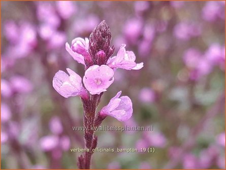 Verbena officinalis &#039;Bampton&#039; | IJzerhard | Echtes Eisenkraut