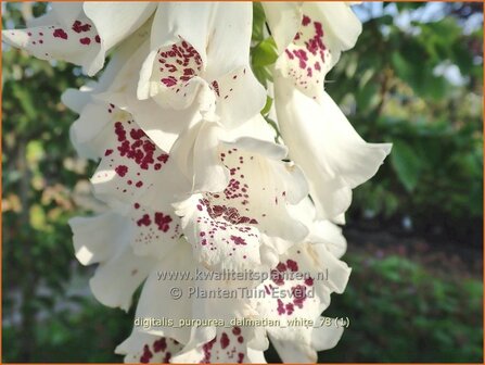 Digitalis purpurea &#039;Dalmatian White&#039; | Vingerhoedskruid | Roter Fingerhut