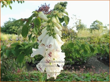 Digitalis purpurea &#039;Dalmatian White&#039; | Vingerhoedskruid | Roter Fingerhut