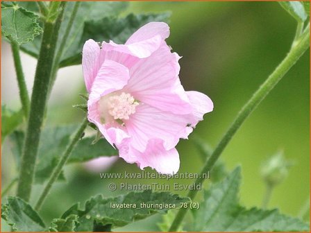 Lavatera thuringiaca | Thuringse lavatera, Struikmalva | Th&uuml;ringer Strauchpappel