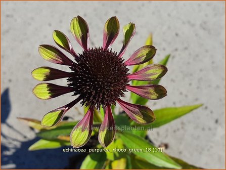 Echinacea purpurea &#039;Choco Green&#039; | Rode zonnehoed, Zonnehoed | Roter Sonnenhut