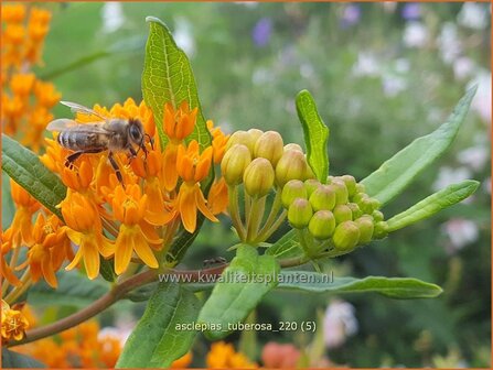 Asclepias tuberosa | Knolzijdeplant, Zijdeplant | Knollige Seidenpflanze