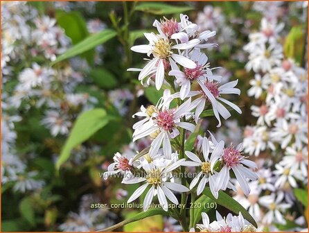 Aster cordifolius &amp;#39;Silver Spray&amp;#39; | Hartbladaster, Aster | Herzbl&auml;ttrige Schleier-Aster