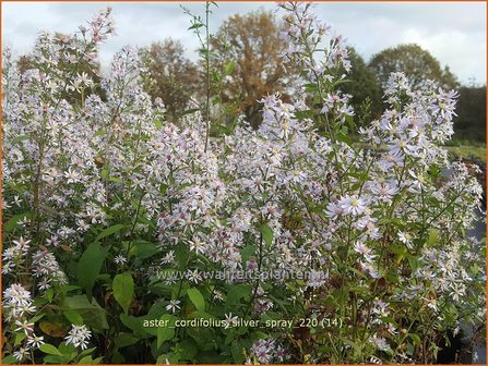 Aster cordifolius &amp;#39;Silver Spray&amp;#39; | Hartbladaster, Aster | Herzbl&auml;ttrige Schleier-Aster