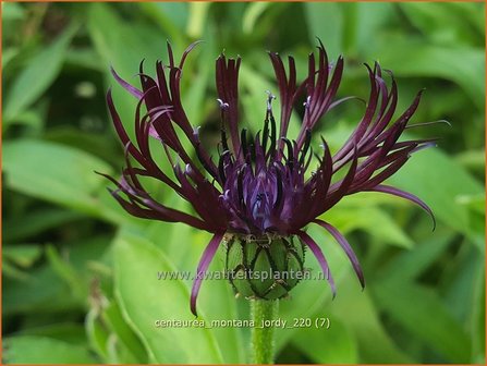 Centaurea montana &amp;#39;Jordy&amp;#39; | Bergkorenbloem, Bergcentaurie, Korenbloem, Centaurie | Berg-Flockenblume