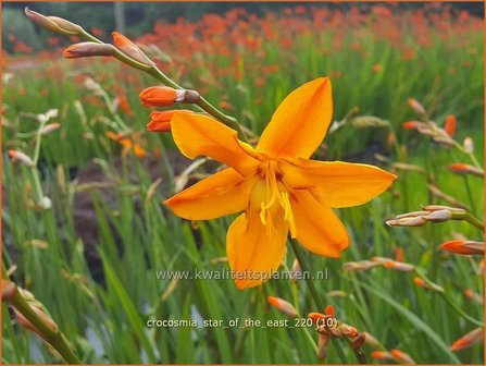 Crocosmia &amp;#39;Star of the East&amp;#39; | Montbretia | Montbretie