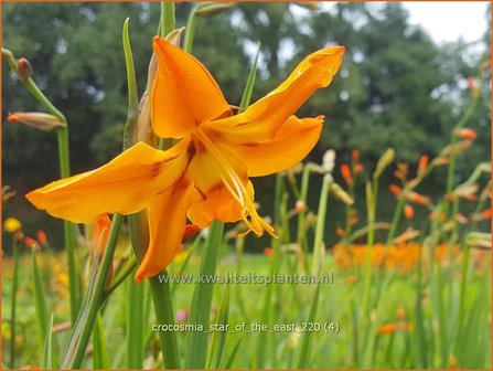 Crocosmia &amp;#39;Star of the East&amp;#39; | Montbretia | Montbretie