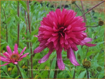 Echinacea purpurea &#039;Southern Belle&#039; | Rode zonnehoed, Zonnehoed | Roter Sonnenhut