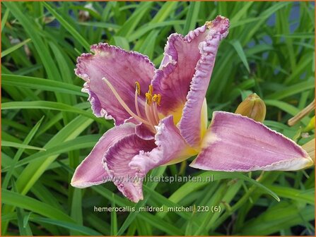 Hemerocallis &#039;Mildred Mitchell&#039; | Daglelie | Taglilie