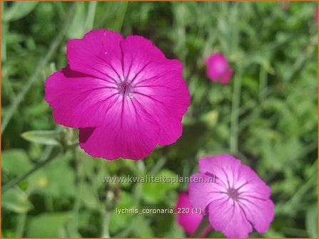 Lychnis coronaria | Prikneus, Zachtlapje | Kronen-Lichtnelke