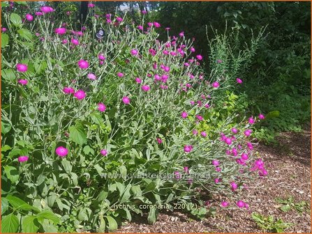 Lychnis coronaria | Prikneus, Zachtlapje | Kronen-Lichtnelke