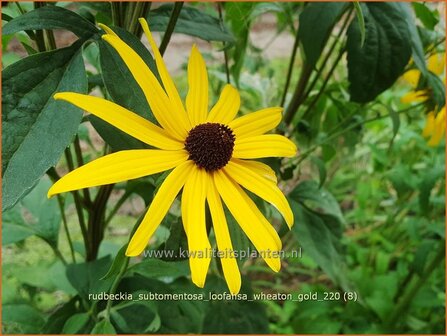 Rudbeckia subtomentosa &amp;#39;Loofahsa Wheaton Gold&amp;#39; | Zonnehoed | Schwachfilziger Sonnenhut