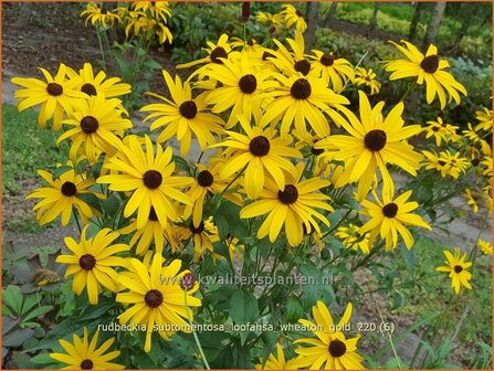 Rudbeckia subtomentosa &amp;#39;Loofahsa Wheaton Gold&amp;#39; | Zonnehoed | Schwachfilziger Sonnenhut