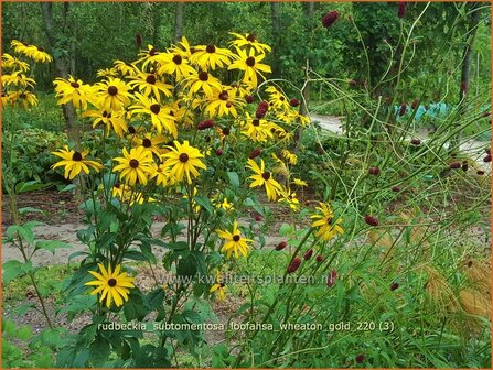 Rudbeckia subtomentosa &amp;#39;Loofahsa Wheaton Gold&amp;#39; | Zonnehoed | Schwachfilziger Sonnenhut