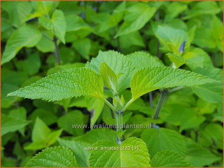 Salvia &amp;#39;Amistad&amp;#39; | Salie, Salvia | Salbei