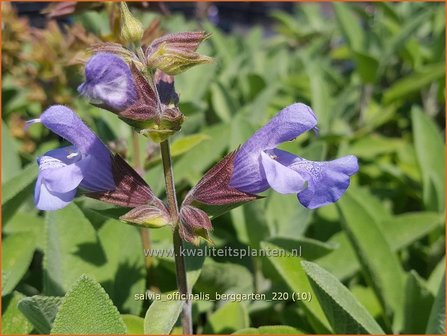 Salvia officinalis &amp;#39;Berggarten&amp;#39; | Echte salie, Keukensalie, Salie, Salvia | Echter Salbei