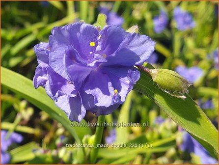 Tradescantia &amp;#39;Mac&amp;#39;s Double&amp;#39; | Eendagsbloem, Vaderplant, Matrozensla | Dreimasterblume