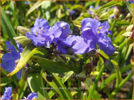 Tradescantia &amp;#39;Mac&amp;#39;s Double&amp;#39; | Eendagsbloem, Vaderplant, Matrozensla | Dreimasterblume