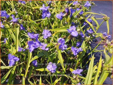 Tradescantia &amp;#39;Mac&amp;#39;s Double&amp;#39; | Eendagsbloem, Vaderplant, Matrozensla | Dreimasterblume