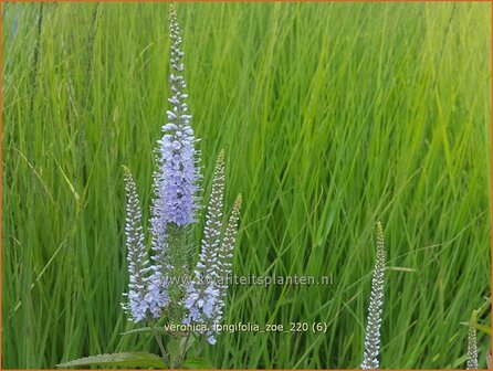 Veronica longifolia &amp;#39;Zoe&amp;#39; | Lange ereprijs, Ereprijs | Langbl&auml;ttriger Ehrenpreis