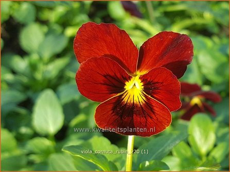 Viola cornuta &amp;#39;Rubin&amp;#39; | Hoornviooltje, Viooltje | Hornveilchen