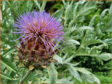 Cynara scolymus | Artisjok | Artischocke